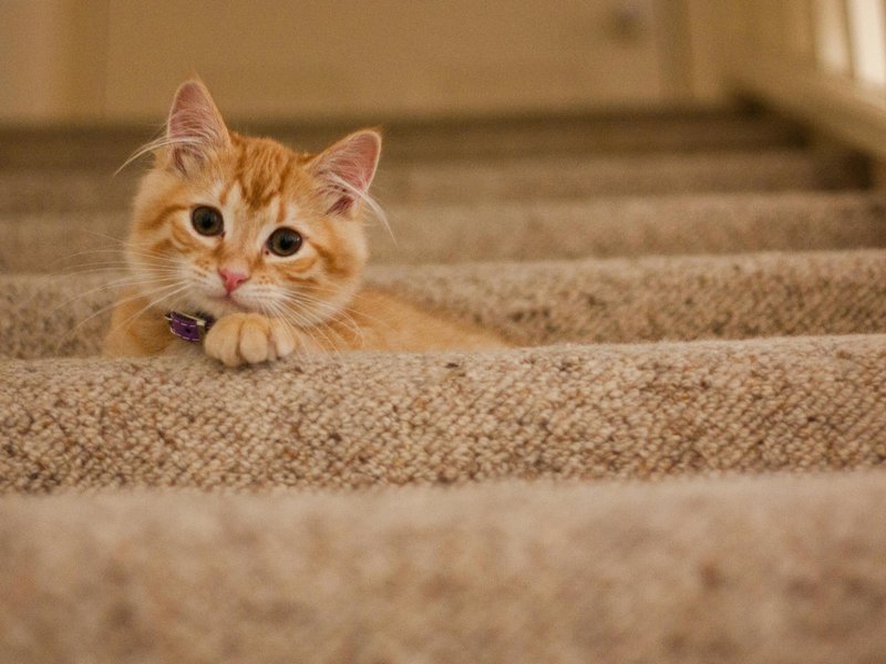 affordable stair carpet installation deal Dreamweaver carpet stairs promotion $950 flooring sale